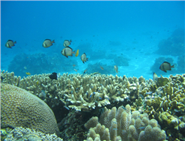 ادامه مطالعه مرجان های آبسنگ ساز در جزیره هنگام