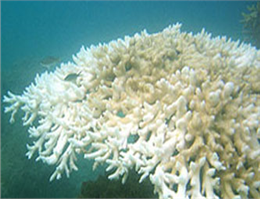 مرجان های خارگ دچار سفیدشدگی غیرقابل برگشت شدند