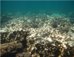 سفید شدگی مرجان های قشم به 70 درصد رسید