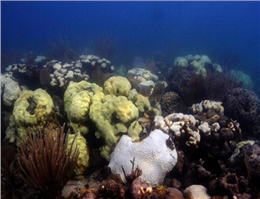 مرگ50 درصدمرجان های خلیج فارس به علت سفیدشدگی