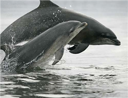 شناسایی47دلفین در پارک ملی دریایی دیر- نخیلو