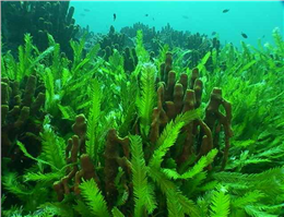 وجود 180 گونه جلبک دریایی در چابهار