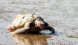 تکرار تراژدی غمناک مرگ لاک‌پشت‌های دریایی