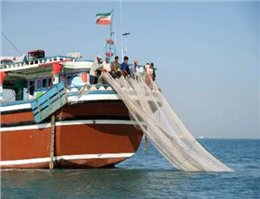 کاهش 45 درصدی صید ماهیان مرکب در آبهای بوشهر