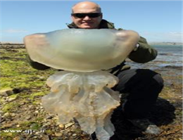 کشف عروس دریایی غول پیکر در ساحل آمریکا
