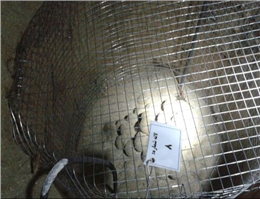 تداوم طرح حفاظت از لاک پشت ها در سواحل جنوبی