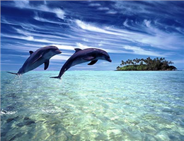 برگزاری کلاس های آموزش حفاظت از دلفین ها در قشم  