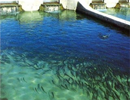 رهاسازی میلیون ها بچه ماهی در تالاب شادگان 