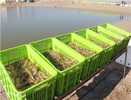 پرورش ماهی دراستخرهای پرورش میگوی بوشهر 