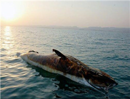 مرگ 47 پستاندار دریایی خلیج فارس طی سه سال گذشته