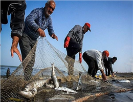 کاهش 21 درصدی صید ماهی سفید در دریای خزر