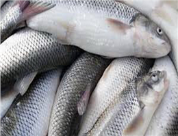 رشد 36 درصدی صید ماهی سفید در دریای خزر 