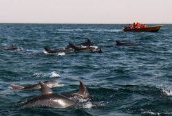 تداوم تهدید دلفینهای هنگام از سوی قایق های صیادی