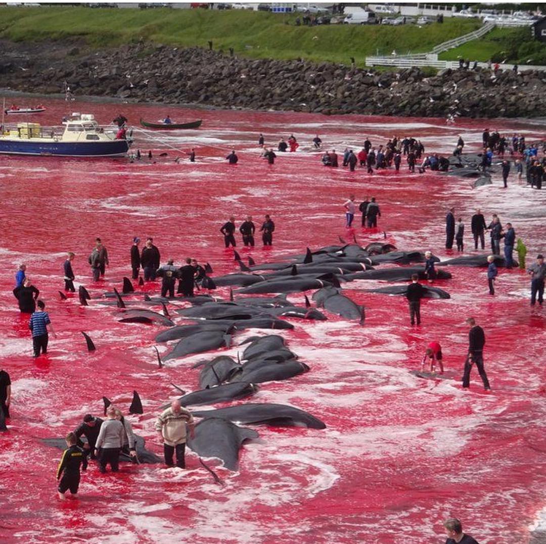 جاری شدن دریای خون در پی کشتار نهنگ ها