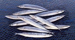 رشد 13 درصدی صید کیلکا ماهیان دریای خزر