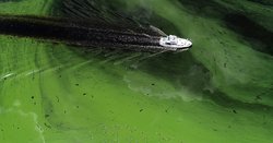 مشاهده کشند سبز در خلیج فارس