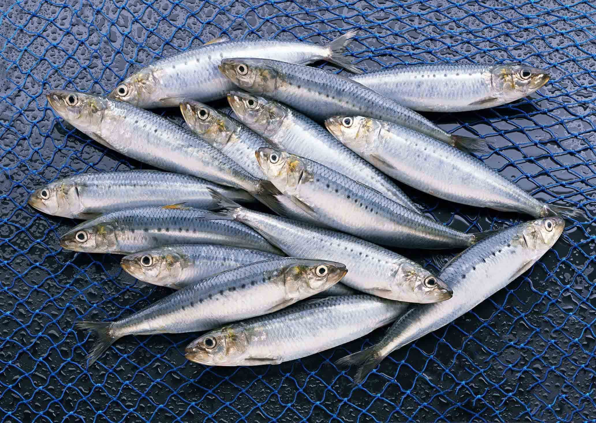 افزایش 71 درصدی صید ماهیان استخوانی دریای خزر