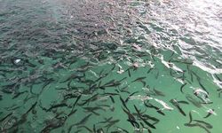 رها سازی 90 میلیون قطعه بچه ماهی در آبهای مازندران