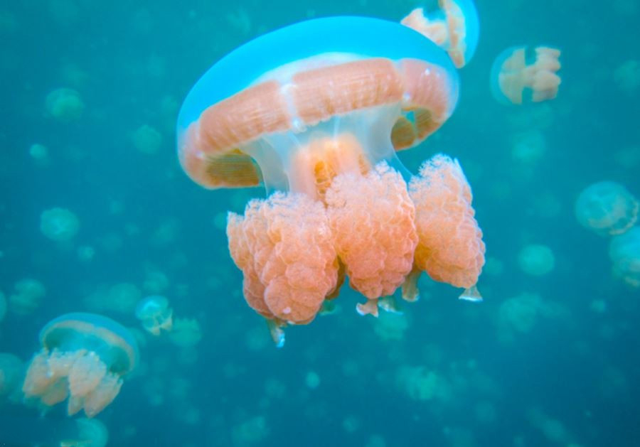 جزیره عروس های دریایی، زیباترین کوچ جهان