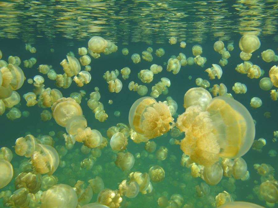 جزیره عروس های دریایی، زیباترین کوچ جهان