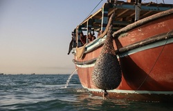 490 شناور صید میگو در بوشهر را آغاز کردند