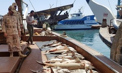 توقیف 1.2 تن صید غیرقانونی در آبهای خلیج فارس