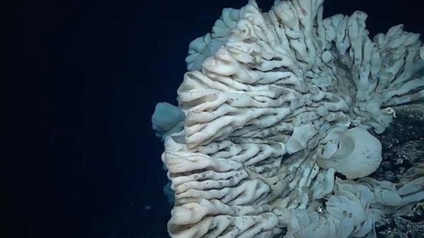 پيرترین موجود زنده جهان در اعماق آب