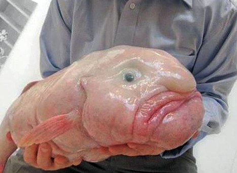 بلاب ماهی، زشت ترین موجود دنیا