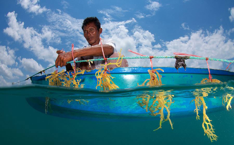 پرورش جلبک دریایی در برنئی، مالزی