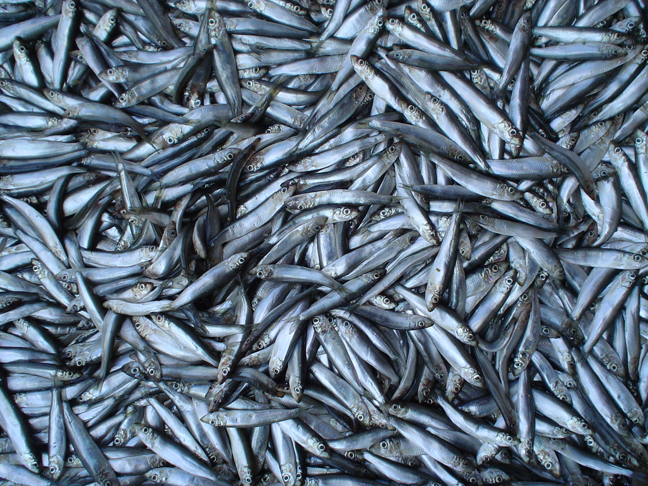 صید کیلکا ماهیان دریای خزر به ۱۳ هزار و ۶۰۰ تن رسید
