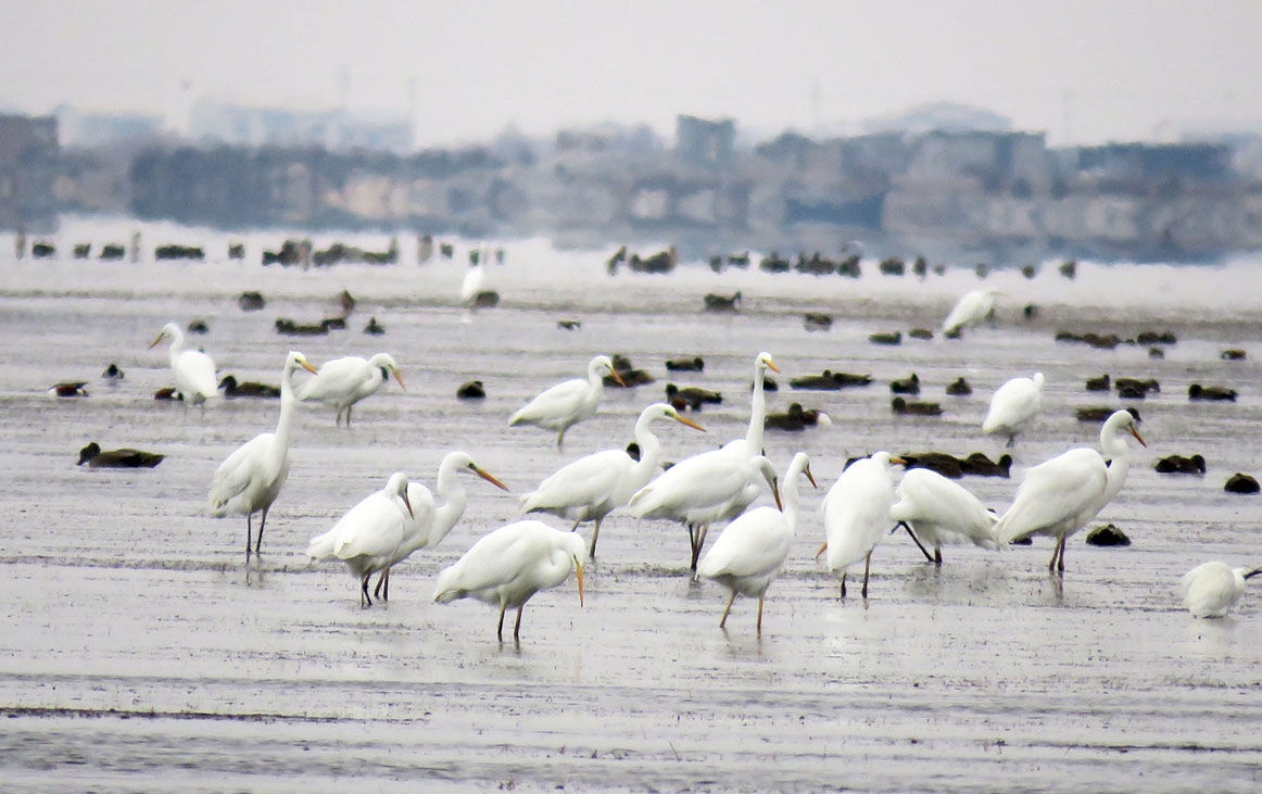 آماربرداری از پرندگان آبزی و کنار آبزی بوشهر در حال اجراست