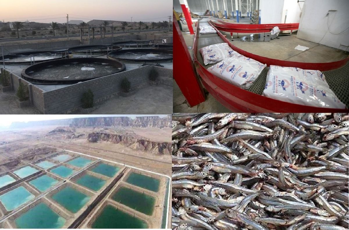 صادرات بیش از ۵۶ میلیون دلار ماهی و میگو از خوزستان