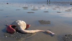 تلفات پرندگان مهاجر در خلیج گرگان