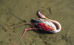 مرگ ۲۰۰۰ پرنده مهاجر در میانکاله