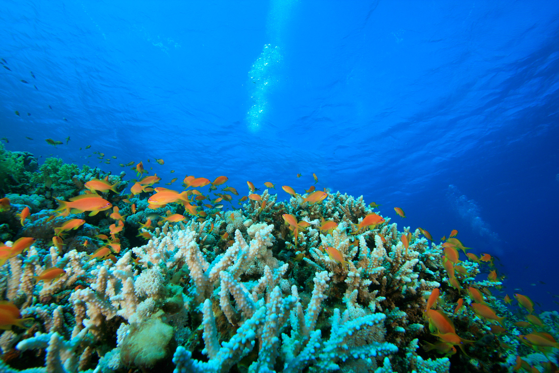 رقابت برای بهره‌برداری از بستر اقیانوس‌ها، زیست دریایی را ویران می‌کند