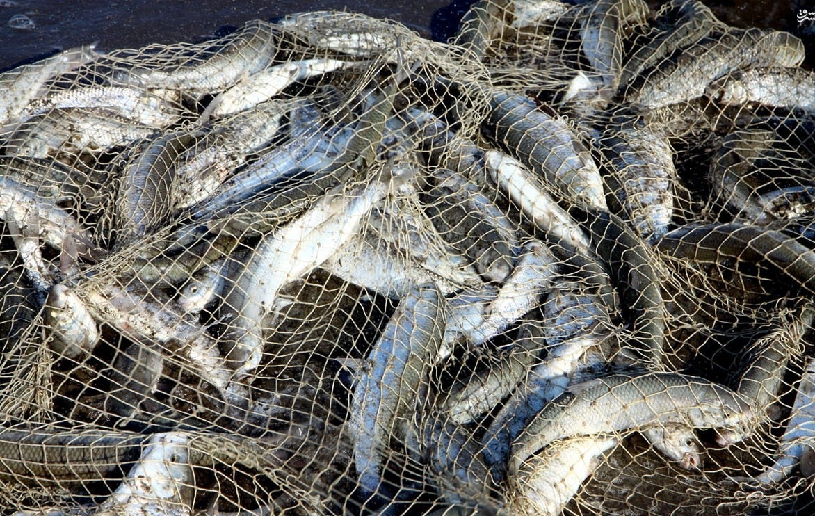 تداوم صید پره در آب‌های خزر تا نیمه فرودین ۹۹/ کاهش ۳۴ درصدی صید ماهیان دریای خزر