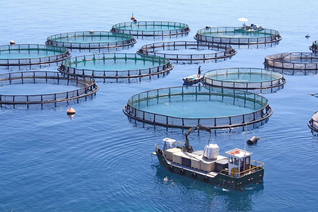 افزایش 2 برابری تولید ماهیان دریایی در قفس