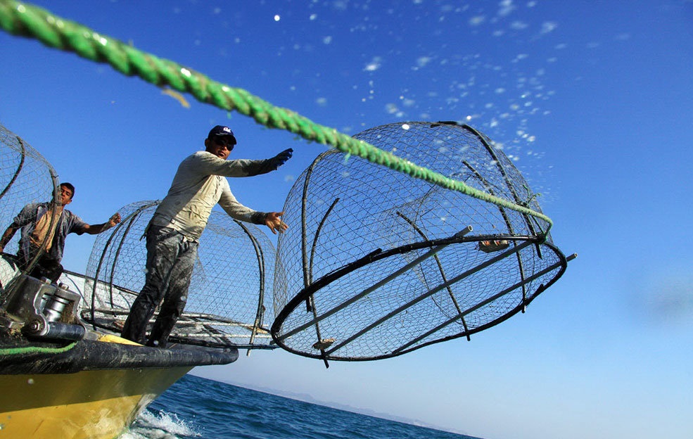 ممنوعیت صید ماهی حلواسفید در خلیج فارس