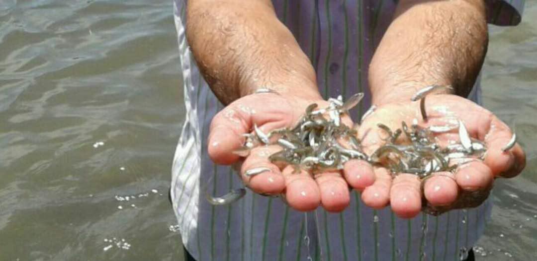 رهاسازی بیش از یک میلیون بچه ماهی در منابع آبی خوزستان