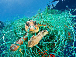 تشکیل کمربند آبی برای حفاظت محیط زیست دریایی