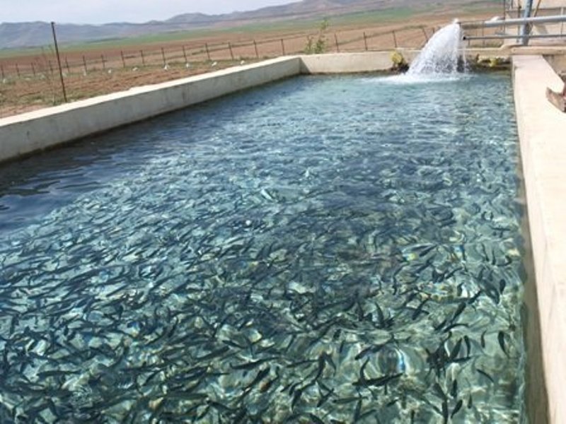 پیش بینی ۸۰ هزار تن تولید آبزی در خوزستان