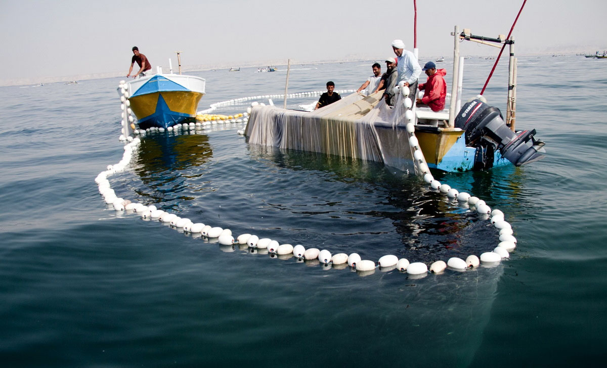 ممنوعیت صادرات ماهیان دریایی به کشور‌های حوره خلیج فارس