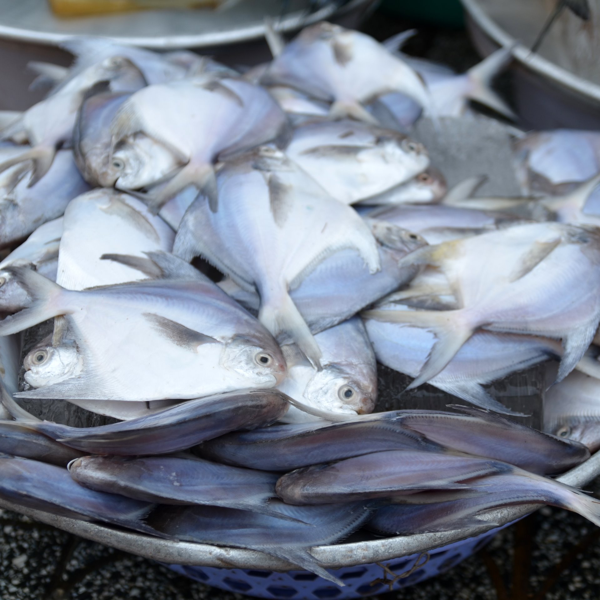 آزاد شدن صید ماهی حلوا سفید در خلیج فارس
