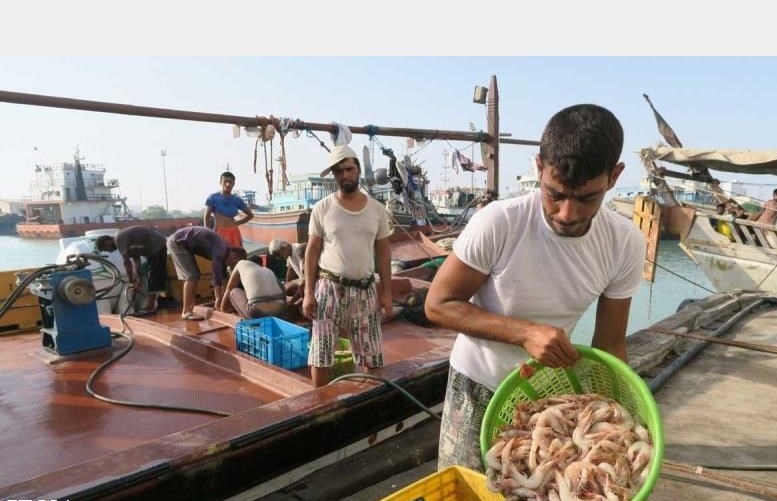 رشد ۴۳ درصدی صید میگوی دریایی در آب‌های خوزستان