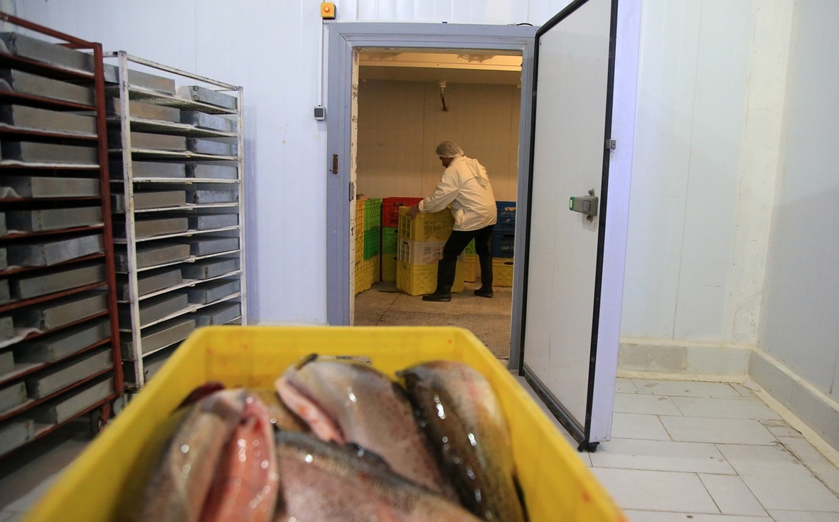 افتتاح کارخانه بسته بندی ماهی و میگو بندر ماهشهر