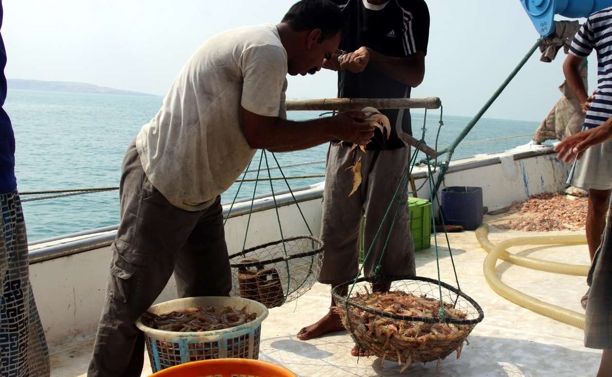 صید میگوی دریایی در هرمزگان به ۵۸۰ تن رسید/ پیش بینی کاهش صید میگوی دریایی در هرمزگان