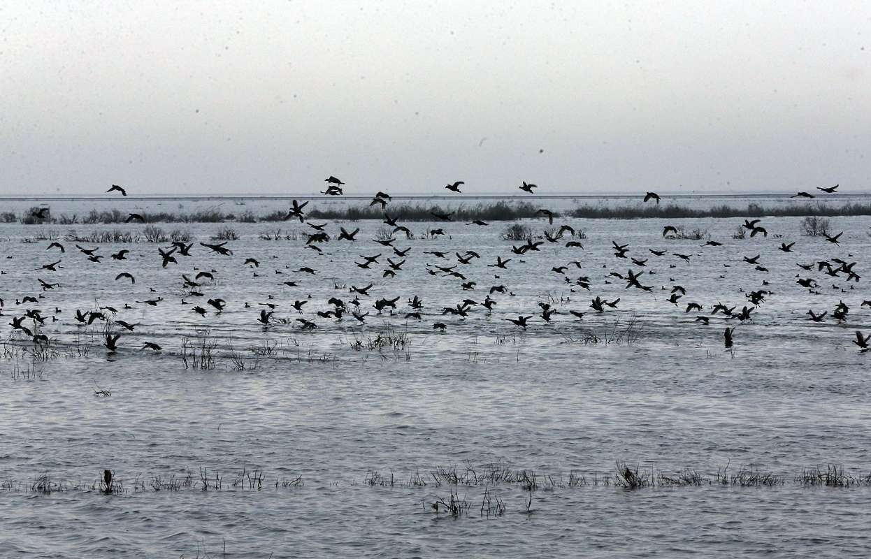 فرود صد‌ها هزار پرنده مهاجر در تالاب‌های خوزستان