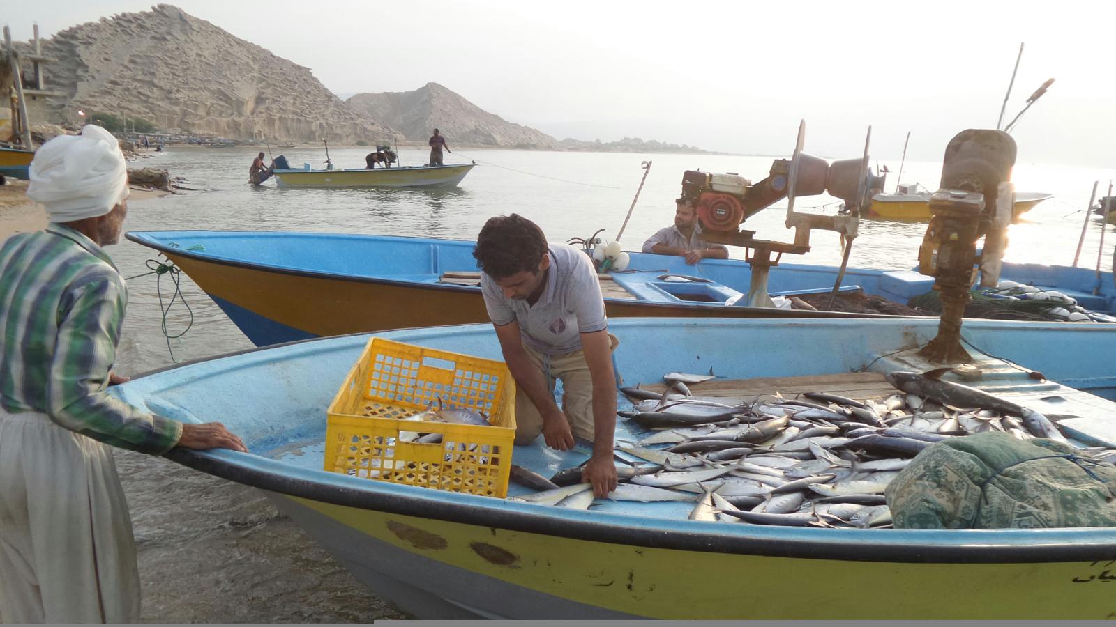 پیش بینی صید ۴۵ هزار تن آبزیان دریایی در خلیج فارس