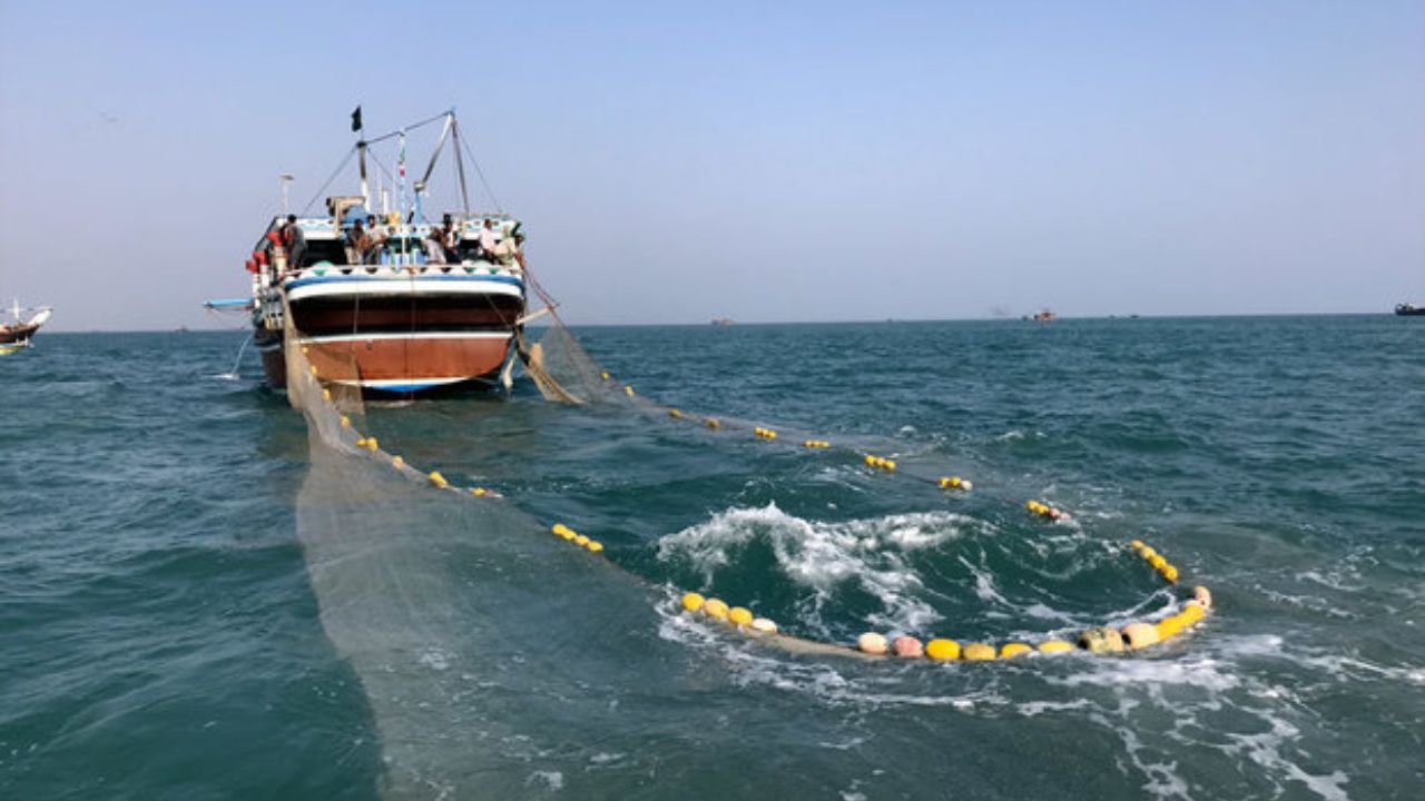 احتمال نابودی پنج گونه از آبزیان دریایی در خلیج فارس