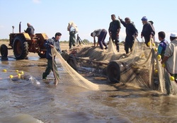 صید ۷۰ تُن ماهی استخوانی از آب‌های استان گلستان